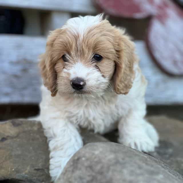Sassy - Cockapoo Female