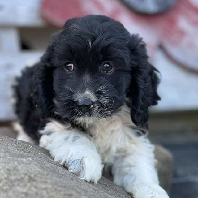 Simba - Cockapoo Male