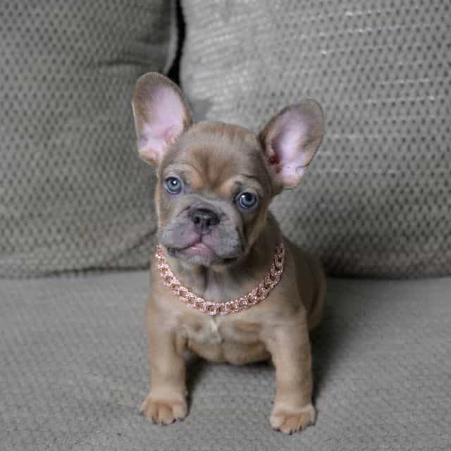 Yellow - French Bulldog Female