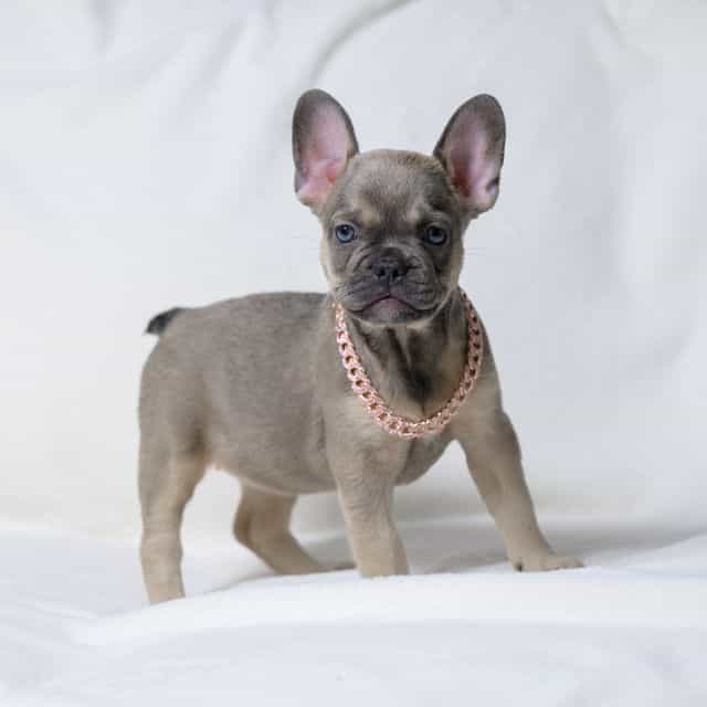 Purple - French Bulldog Female