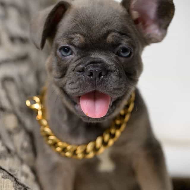 Blue - French Bulldog Male