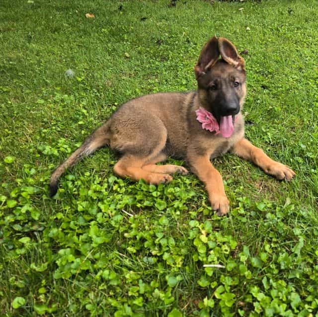 Sunshine - German Shepherd Dog Female