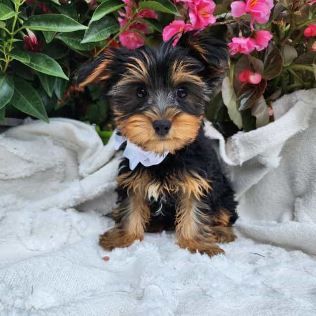 Timber - Yorkshire Terrier Male