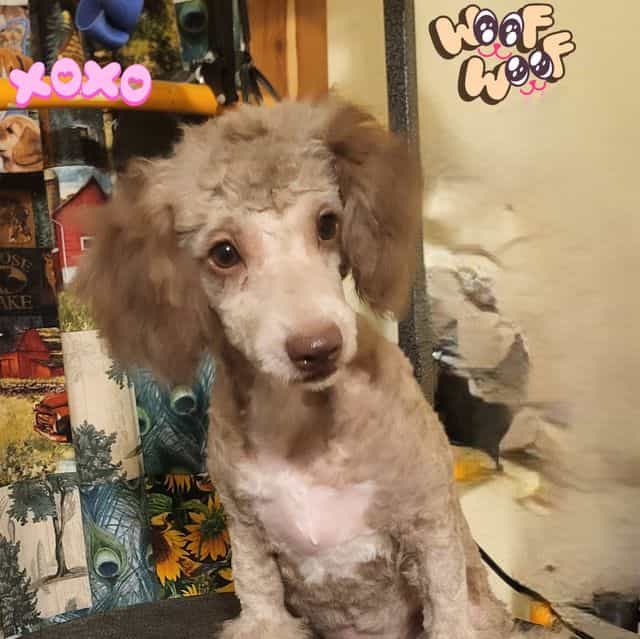 Toto - Havapoo Male