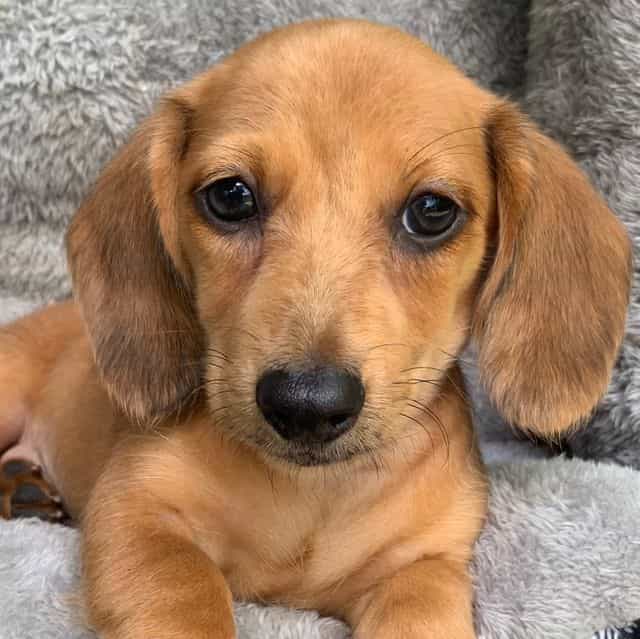 Baby Charlie ~! - Dachshund Male