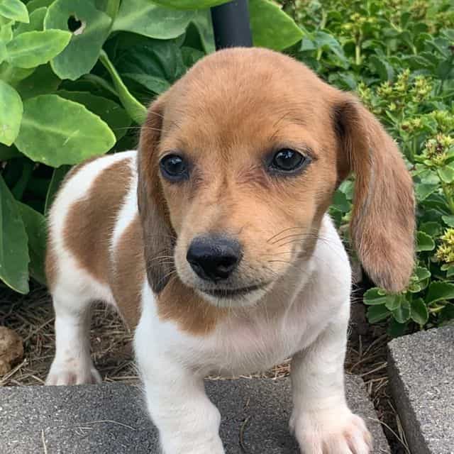 Baby Cooper ~! - Dachshund Male