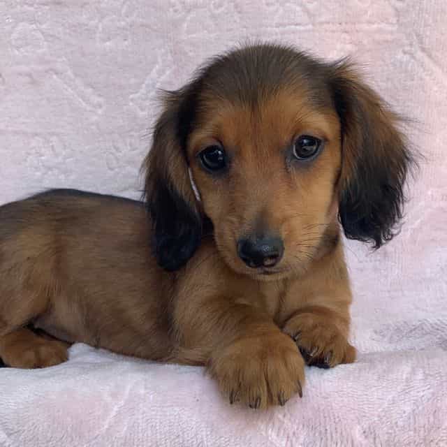 Baby Callie  - Dachshund Female