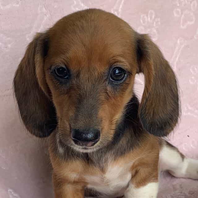 Baby Cleo ~! - Dachshund Female