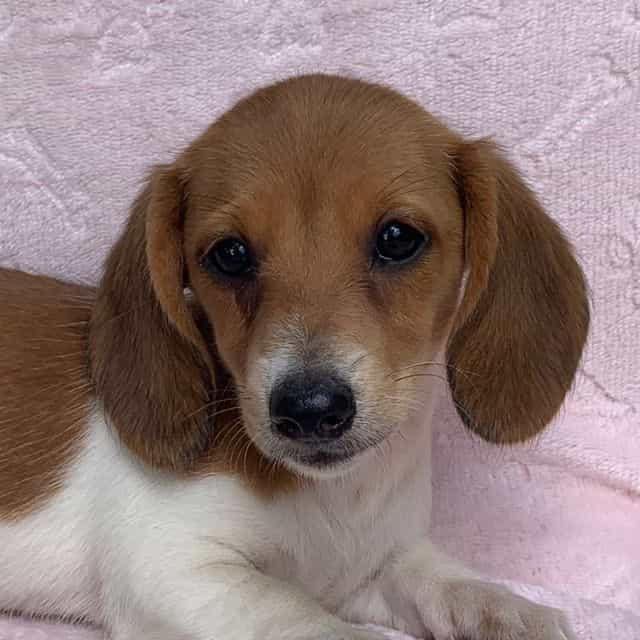 Baby Clover ~! - Dachshund Female