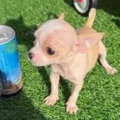Teacup Tilly - Chihuahua Female