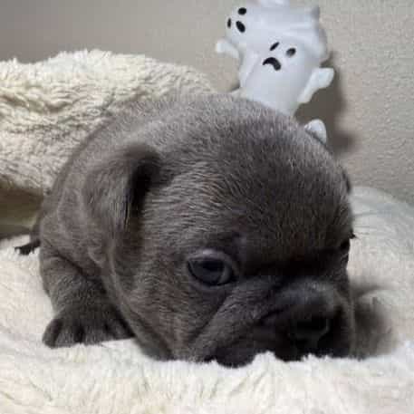 Marlon - French Bulldog Male