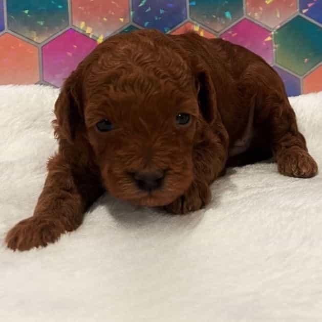 Dasy  - Toy Poodle Female