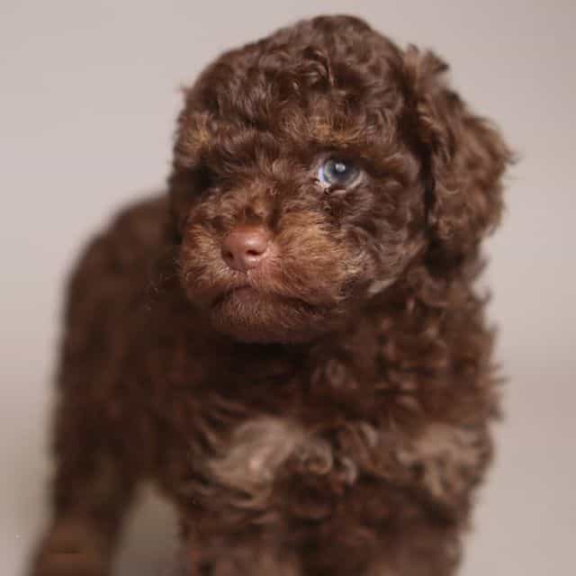 MIRABEL  - Toy Poodle Female