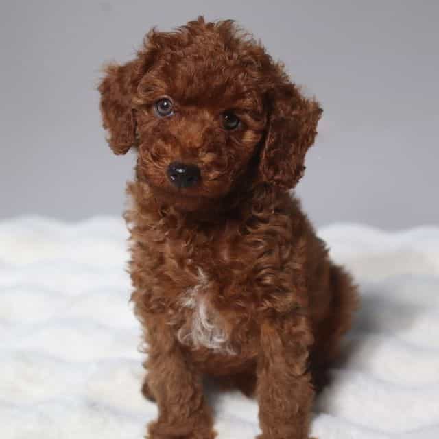 Green eyes Prin - Toy Poodle Male