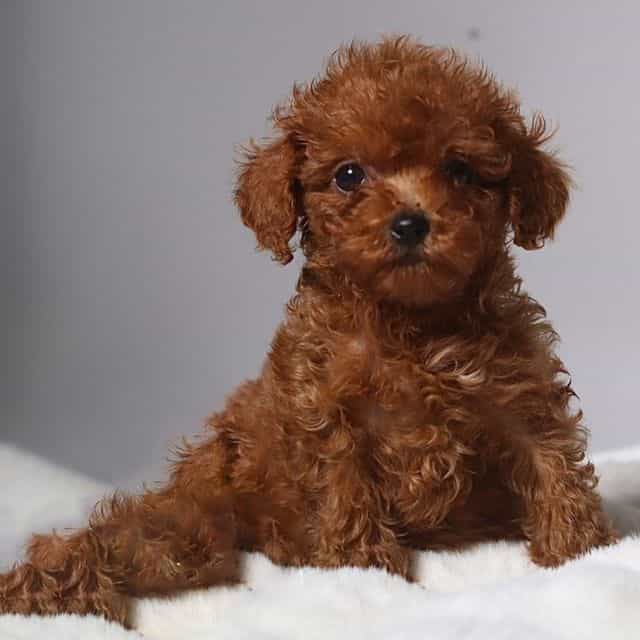 TTeacup Polo - Toy Poodle Male