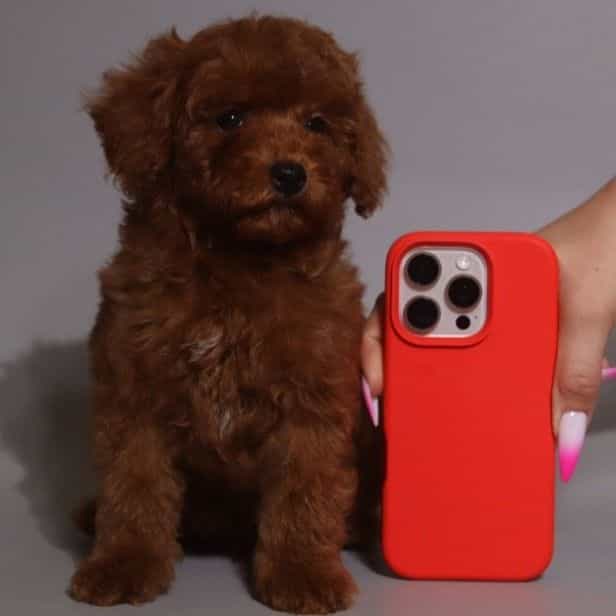 Toy Paco - Toy Poodle Male