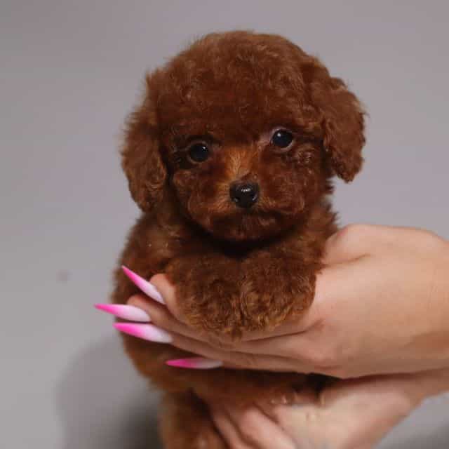 Teacup Pablo - Toy Poodle Male
