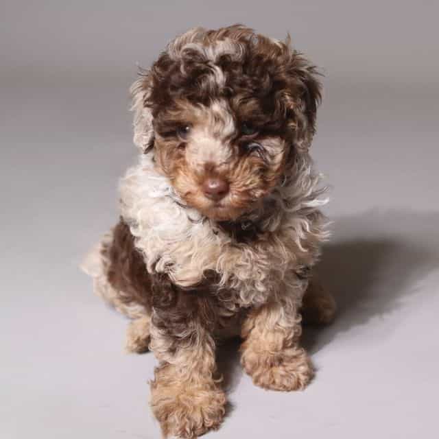  MERLE MILKA - Toy Poodle Female