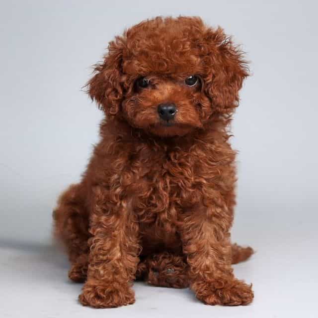 Groot  - Toy Poodle Male