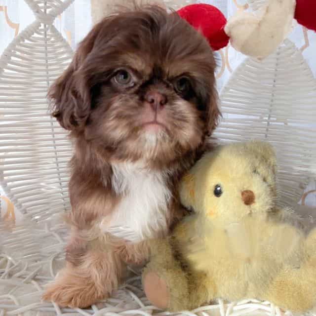Liver dobie  - Shih Tzu Female