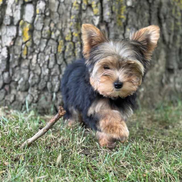 Chloe - Yorkshire Terrier Female