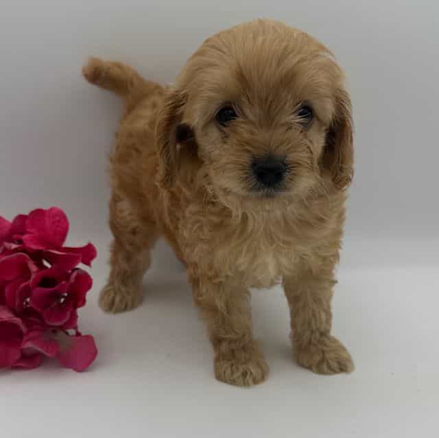Layla - Cavapoo Female