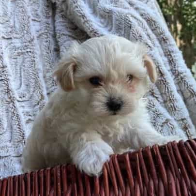 Levi - Maltipoo Male