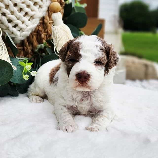 Timo - Havapoo Male