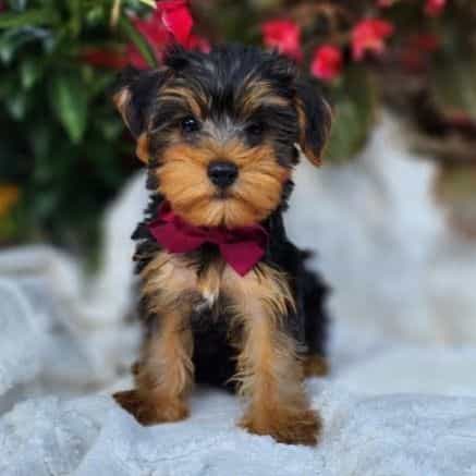 Preston - Yorkshire Terrier Male