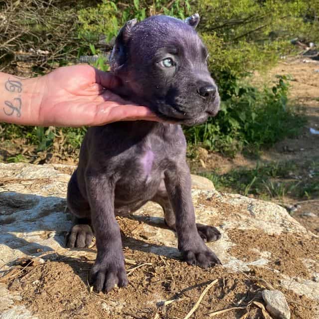 Iris - Cane Corso Female
