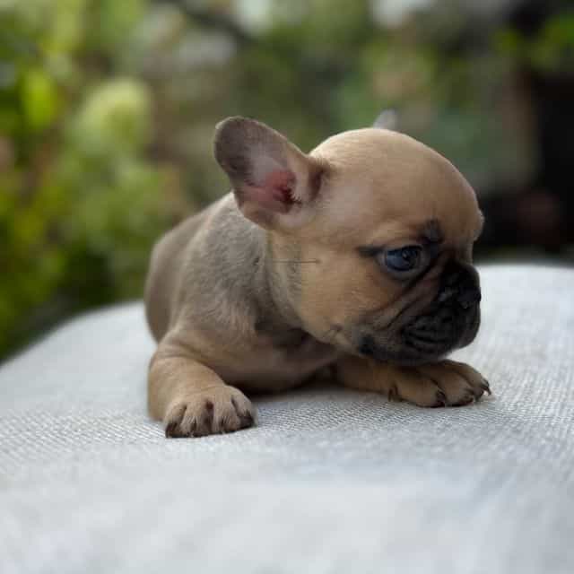 Walford Gunner  - French Bulldog Male