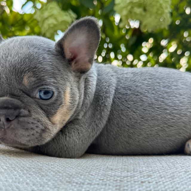 Teddy - French Bulldog Male