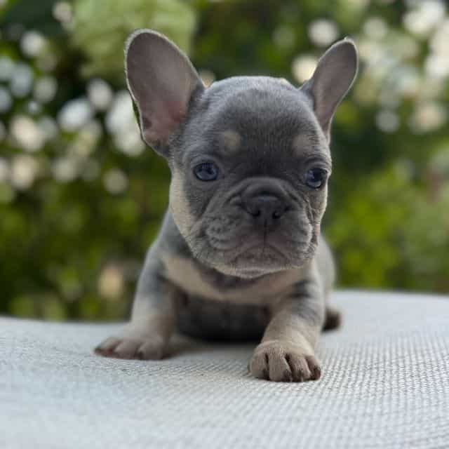 Alphonso “Fonzi - French Bulldog Male