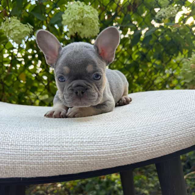 Alphonso “Fonzi - French Bulldog Male