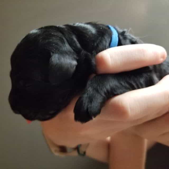 Onyx - Bernedoodle Male