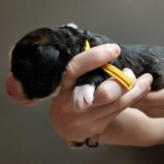 Amethyst  - Bernedoodle Female