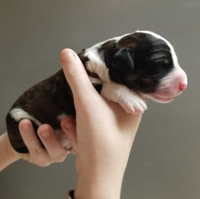 Jasper - Bernedoodle Male