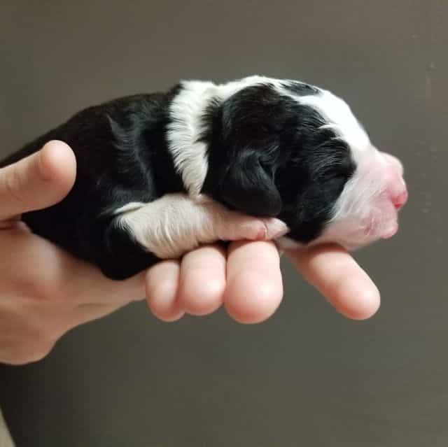 Adamite  - Bernedoodle Male