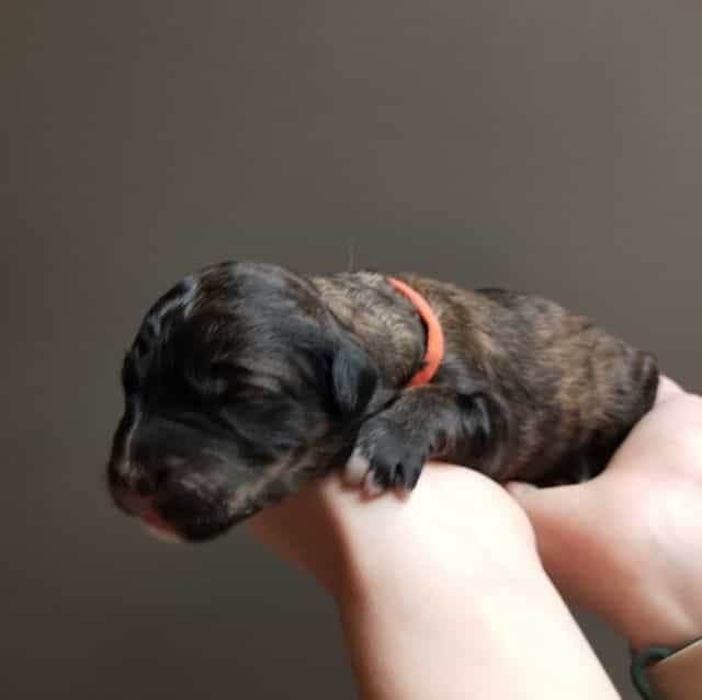 Opal - Bernedoodle Female