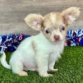 Lenny - Chihuahua Male