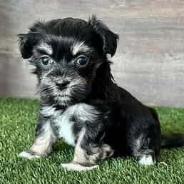 Hope - Havanese Female
