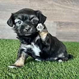 Holly - Havanese Female