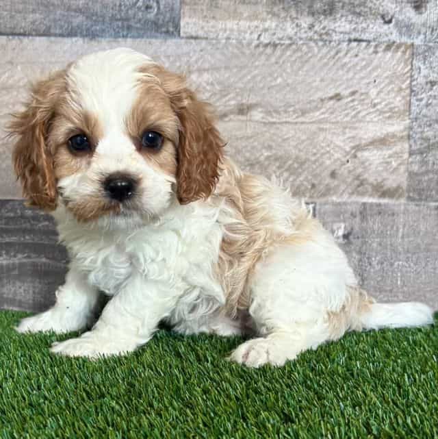 Caroline - Cavapoo Female
