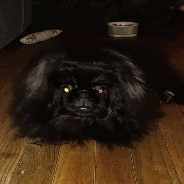 Beau  - Pekingese Male