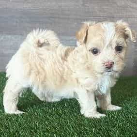 Minnie - Maltipoo Female