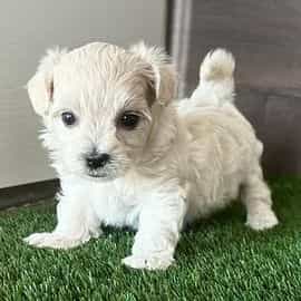 Mochi - Maltipoo Female
