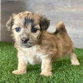 Milo - Maltipoo Male