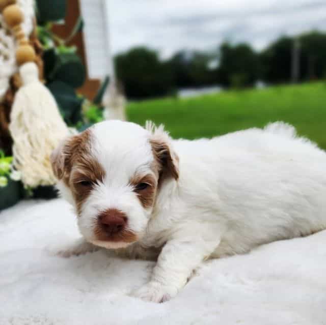 Silke - Havapoo Female