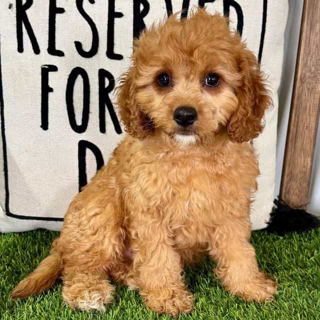 Cliff - Cavapoo Male