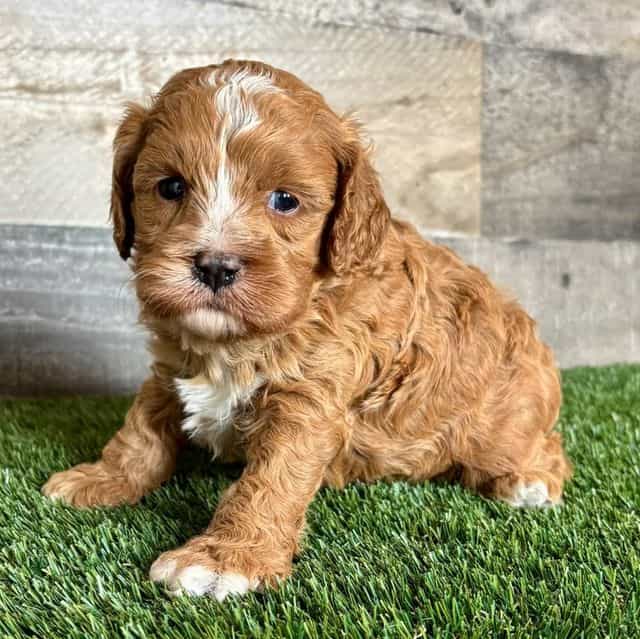 Cal - Cavapoo Male